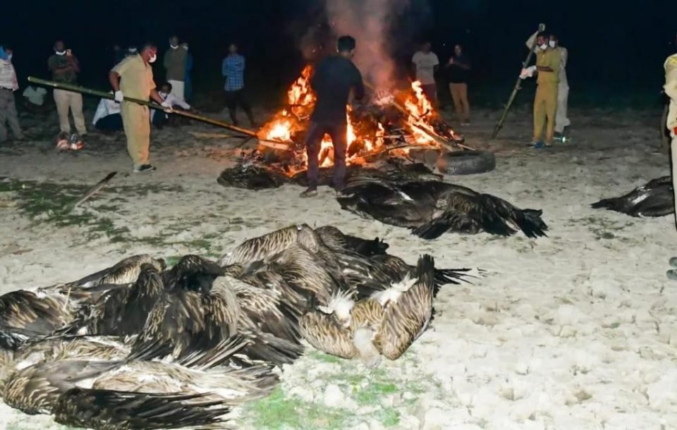 A 100 endangered vultures and an eagle suspected of insecticide poisoning